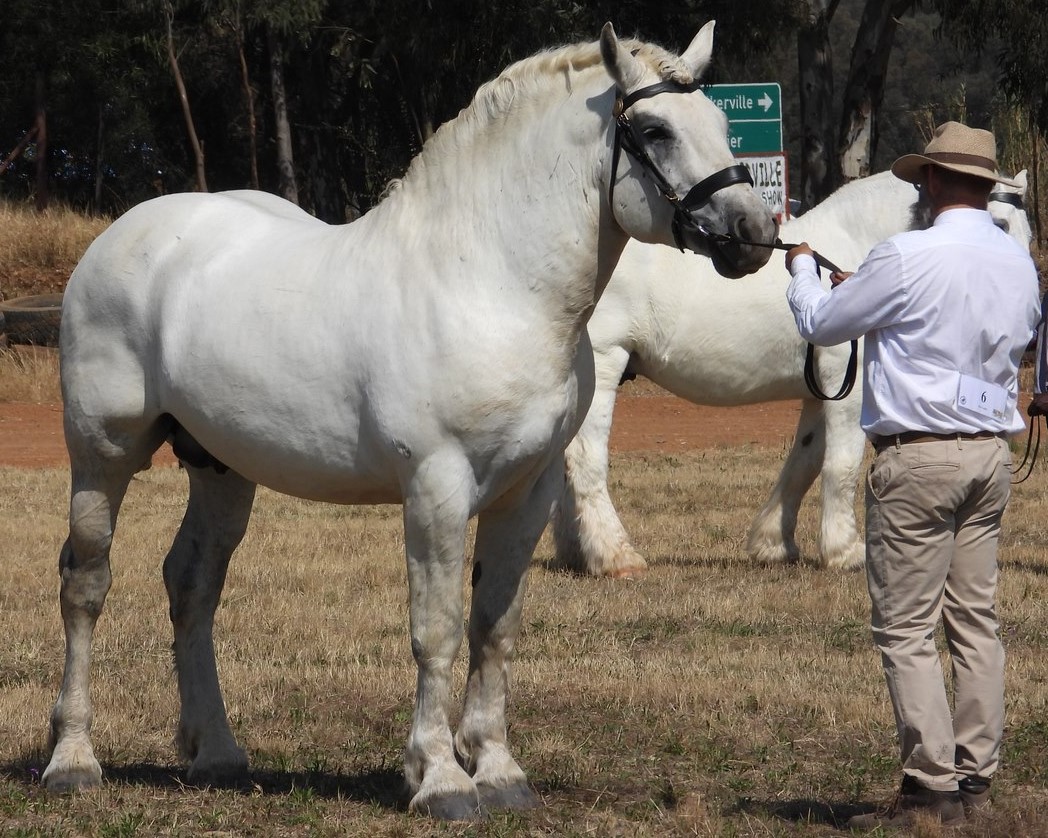 Divo Lupke - SP Percheron Stallion